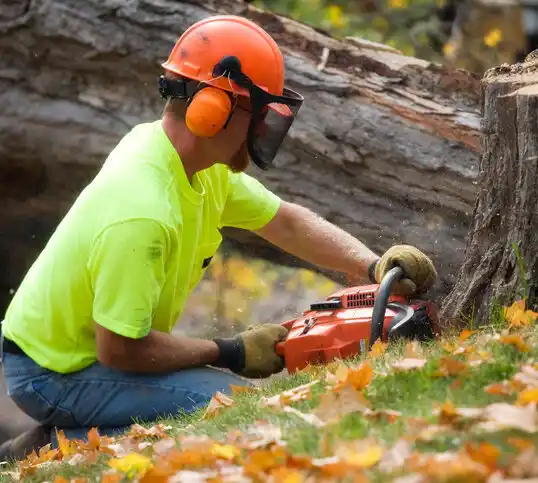 tree services Columbia Heights